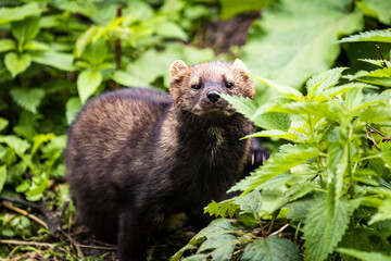 ferret in the wild
