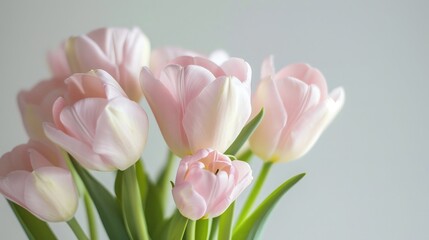 Naklejka premium Light pink tulip bouquet on a plain background shot with soft light and a shallow depth of field