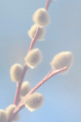 Fototapeta premium Willow twig blue sky background sunny day.