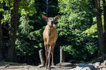 deer in wild park