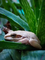 Cute tree frog sitting on aloe vera plant