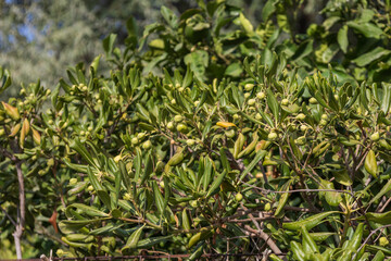 A shrub with green leaves and small green berries.