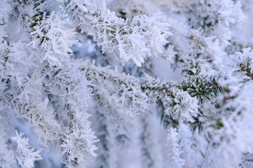 Green branches of the spruce and needles are covered with snow crystals and frost after severe...