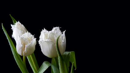 Fototapeta premium White tulips with needle fringe on the edge of petals in drops of water on black background. Copy space.