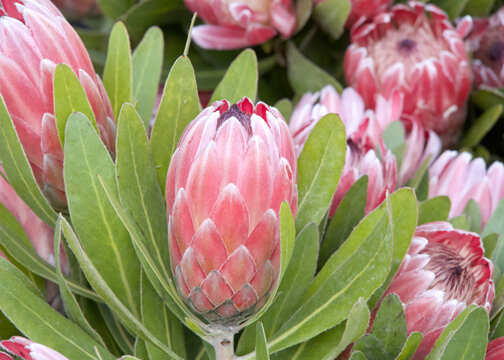 pink sugar bush protea flower, in a bouquet. Proteas are currently cultivated in over 20 countries. The Protea flower is said to represent change and hope.