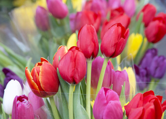 Close up on bouquets of colorful tulips close together wrapped with clear plastic. Red, purple,...