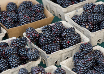 Close up of freshly picked baskets of blackberries on a table for sale at Farmer's Market.