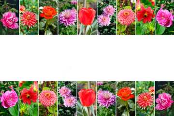 collage of bright garden flowers. Free space for text.