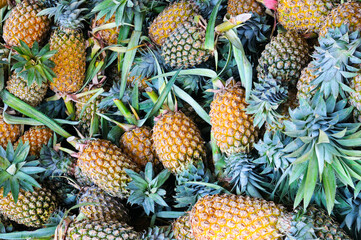 Ripe pineapples fruits. Bright background.