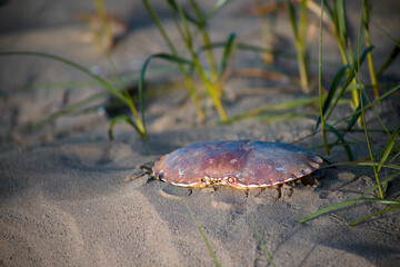 crab on the sand