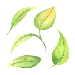 Set of watercolor abstract green lilac watercolor leaves. Hand drawn illustration set isolated on white background.