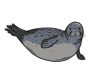 Seal pup illustration