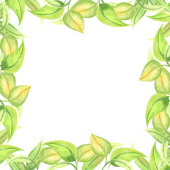 Fototapeta na wymiar Floral frame, border, template isolated on white. Watercolor hand drawn floral illustration for copy space, card, greeting, invitation. Green leaves square design element.