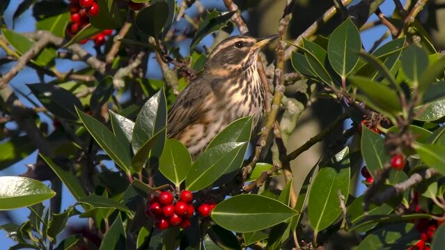 Redwing Feeding on Red Berries on English Holly