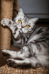 Cute gray silver tabby british shorthair cat with big yellow eyes lays on carpet on floor and plays with scratch pole