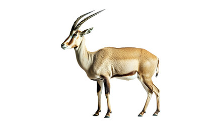 Antelope Standing in Front of White Background