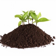 Green seedlings plant with sprout heap soil image white background