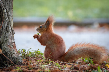 A red squirrel sits on the ground near the tree trunk and eats a dandelion leaf on a cloudy fall day.	