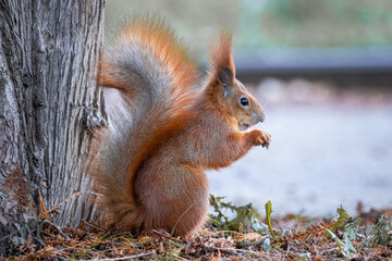 A red squirrel sits on the ground near the tree trunk and eats a dandelion leaf on a cloudy fall day. 