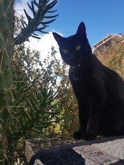 cat on the roof