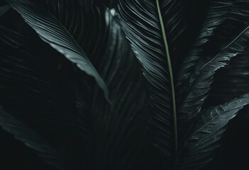 Textures of abstract black leaves for tropical leaf background Flat lay dark nature concept tropical
