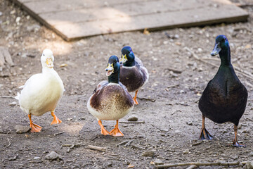ducks on the farm