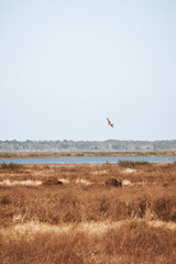 Bison Grazing in Wetlands with Soaring Falcon Above