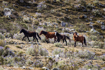 wild horses in the meadow