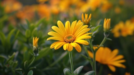 Naklejka premium Vibrant Yellow Flowers With Green Leaves in a Field
