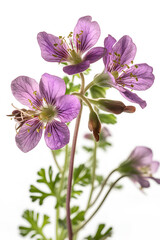 flower isolated on white background