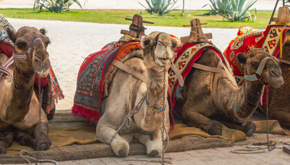 Camels with traditional dresses, Harnessed riding camels for tourists in Antalya, Turkey.