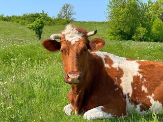Brown cow lying down in the meadow.