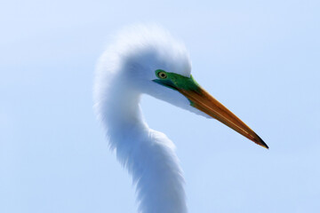 Uma Garça Branca Grande com um beleza diferenciada dando a sua graça na lagoa de Guaratiba - Maricá - RJ