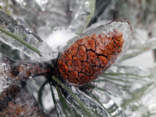 Pine cone in ice in winter close up