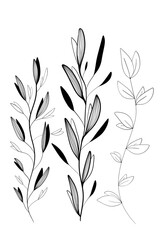 plants graphics, on white background, branches, leaves, graphics