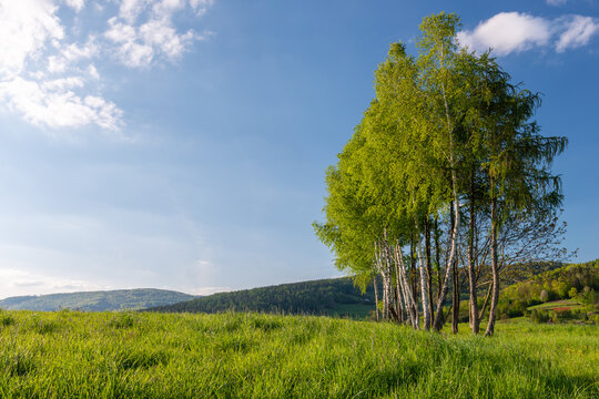 Brzozowy zagajnik w wiosennym słońcu na tle Beskid&oacute;w
