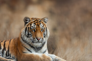 portrait of a tiger on blurred beautiful bokeh