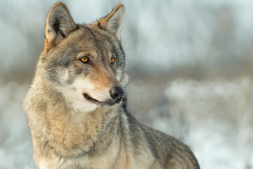 portrait of a Gray wolf on a blurred background