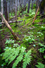 Fototapeta premium Balsam fir, white birch, fern forest in Gros Morne National Park, a Canadian national park and World Heritage Site in Newfoundland. 