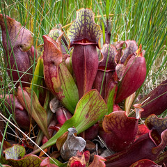 Pitcher Plant in Gros Morne National Park, a Canadian national park and World Heritage Site in Newfoundland. Official flower of Newfoundland and Labrador, carnivorous plants thrives in poor soil.  - obrazy, fototapety, plakaty