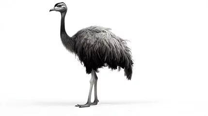 Zelfklevend Fotobehang Black and White Ostrich on a White Background © Philipp