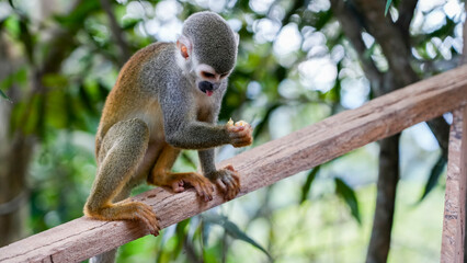 Obraz premium Mico titi en la selva Colombiana