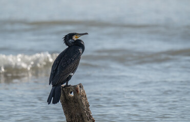 cormorant on the rusty iron in the wild mediterranean beach	