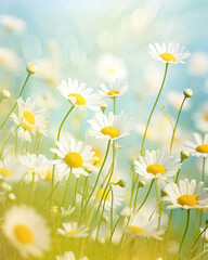 Wild flowers of chamomile in a meadow on sunny nature, flower, daisy, nature, spring, field, grass, summer, meadow, flowers, plant, camomile, chamomile, yellow, white, blossom, garden, beauty, sky