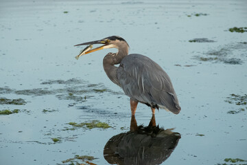 great blue heron ardea cinerea