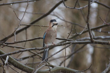 jay on a tree branch in the forest