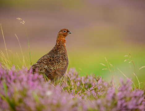 Red Grouse, Scientific name: Lagopus Lagopus.  Red Grouse male in summer, facing right in purple heather. Clean background.  Horizontal.  Space for copy