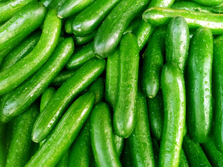 Fresh Green Cucumber: Organic Garden Vegetable for Healthy Salads and Refreshing Recipes