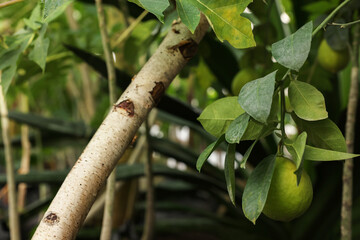 Fresh limes growing on tree in greenhouse, closeup