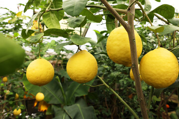 Lemon tree with ripe fruits in greenhouse